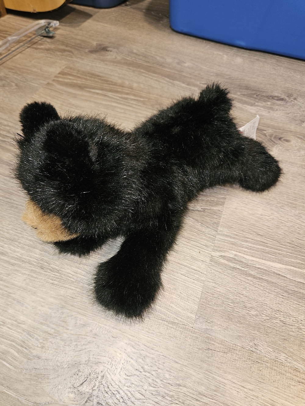 Douglas Black Bear